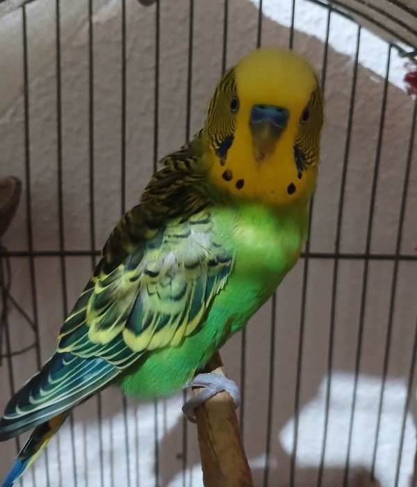 Pipo